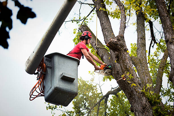 Tree and Shrub Care in Vass, NC